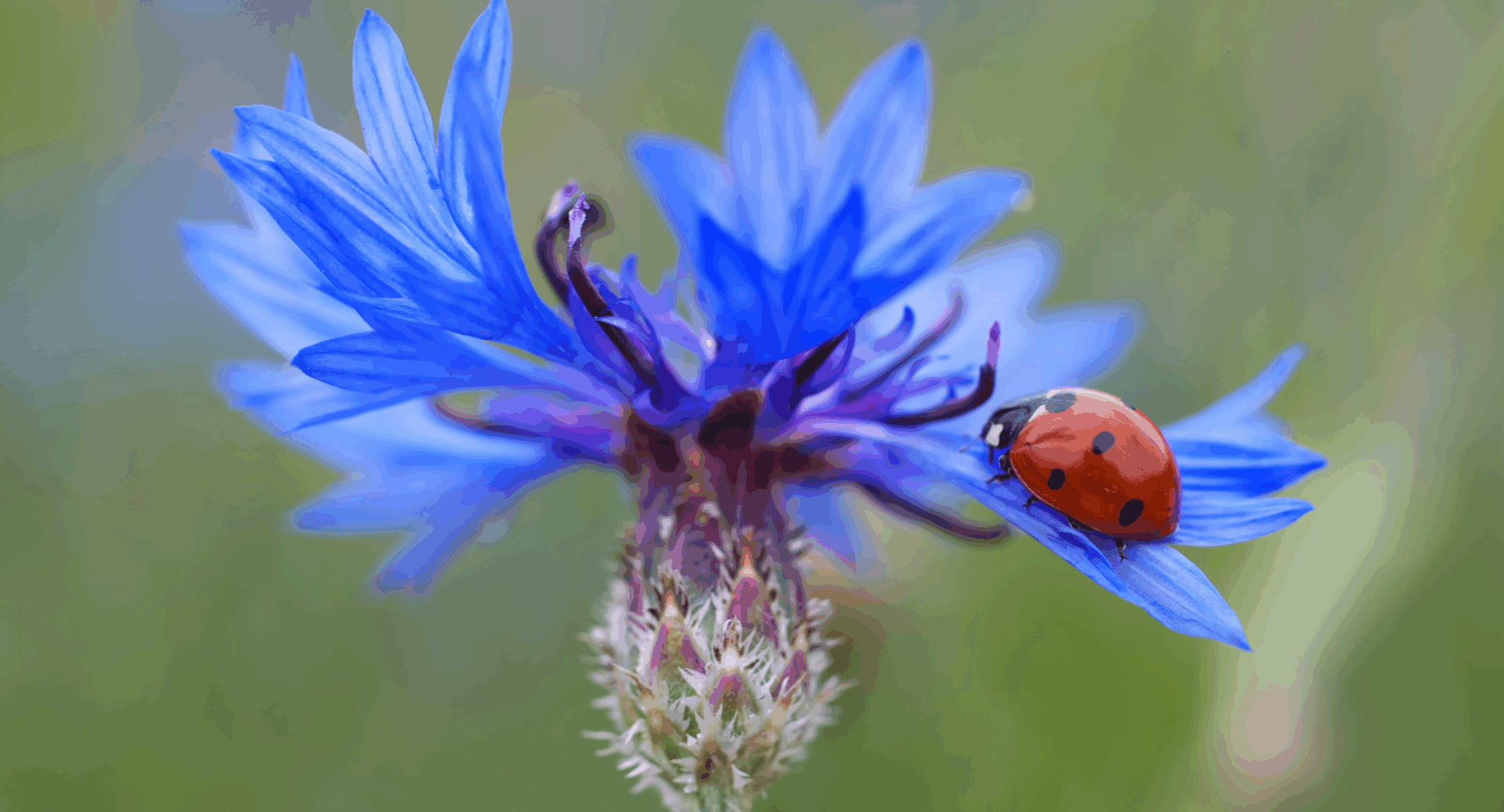 Close-up of a red and black ladybug on a blue flower.