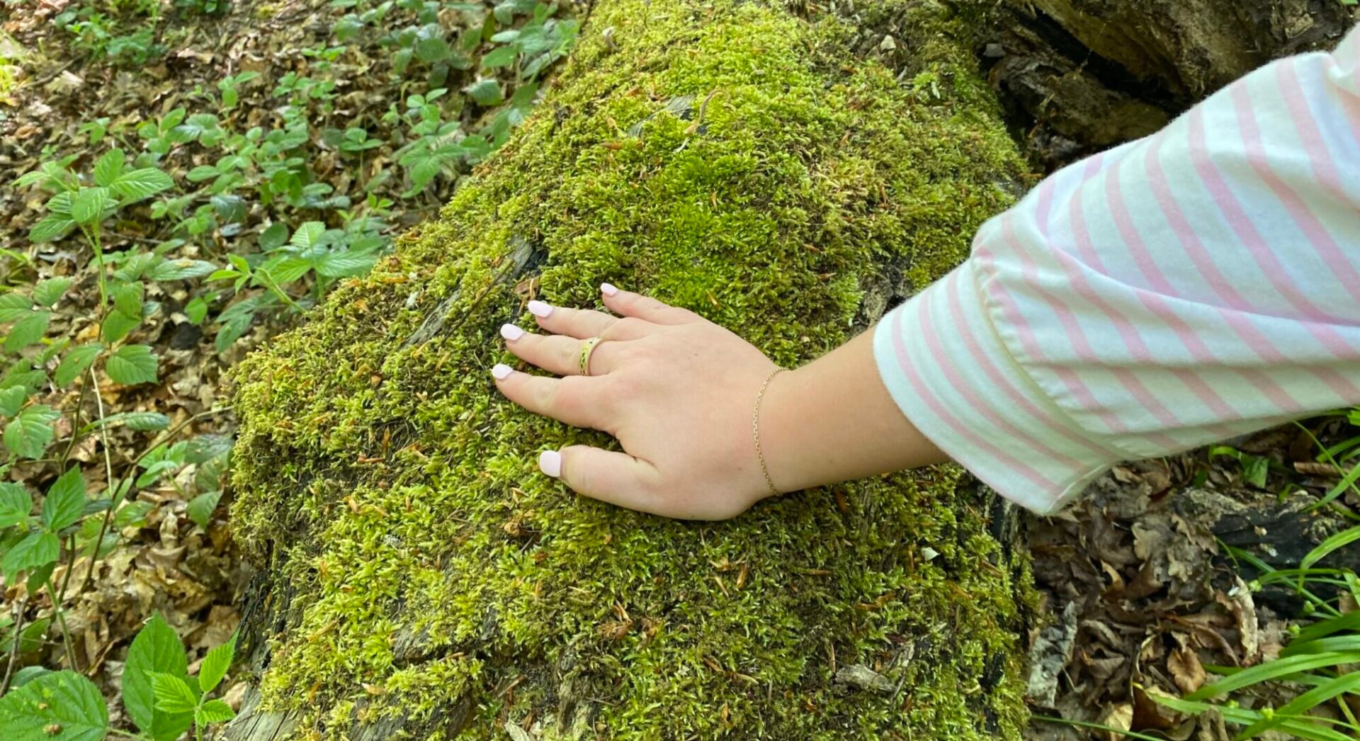 Hand feeling the texture of moss on bark.