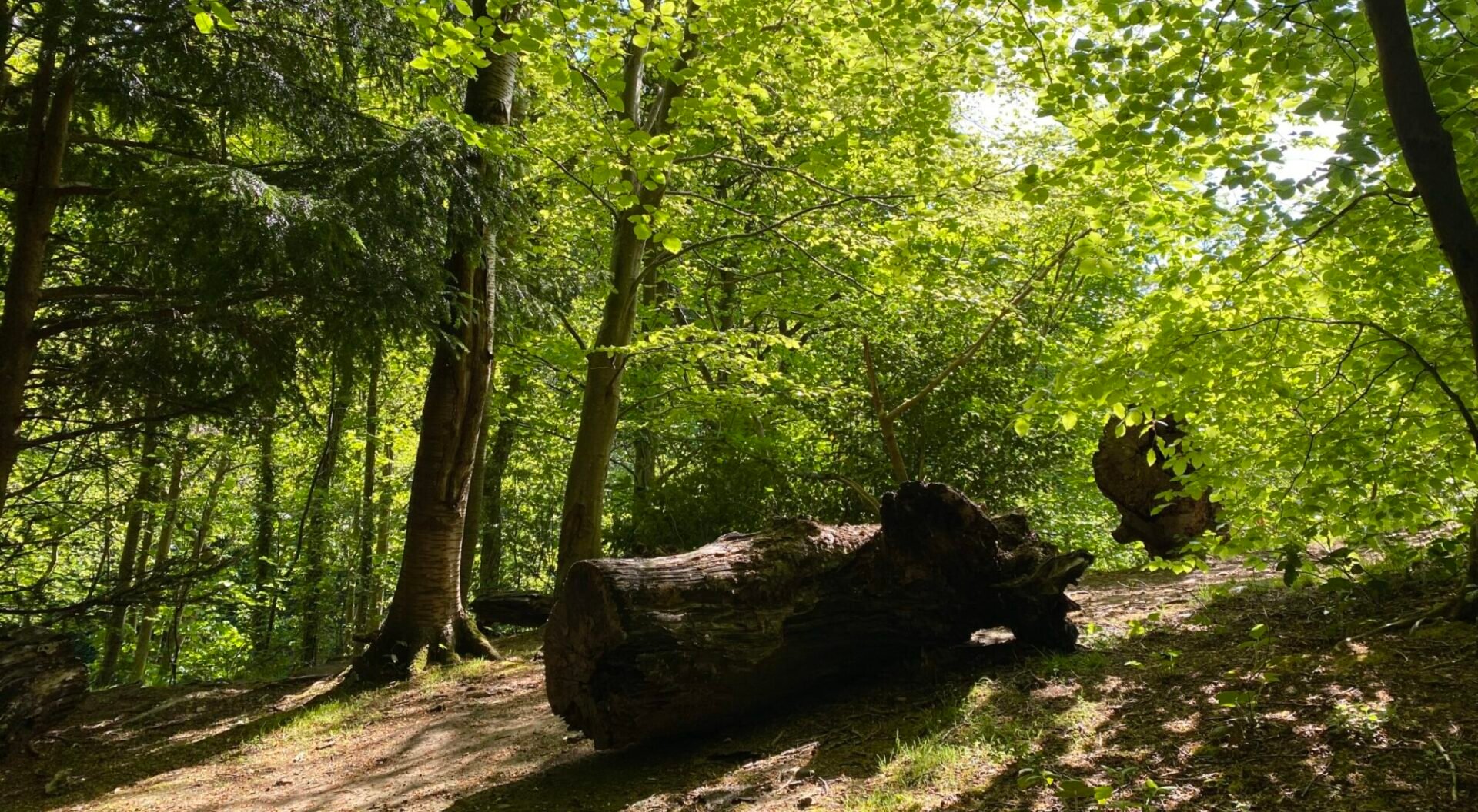 Light filtering through tree canopy onto old tree trunk and forest floor