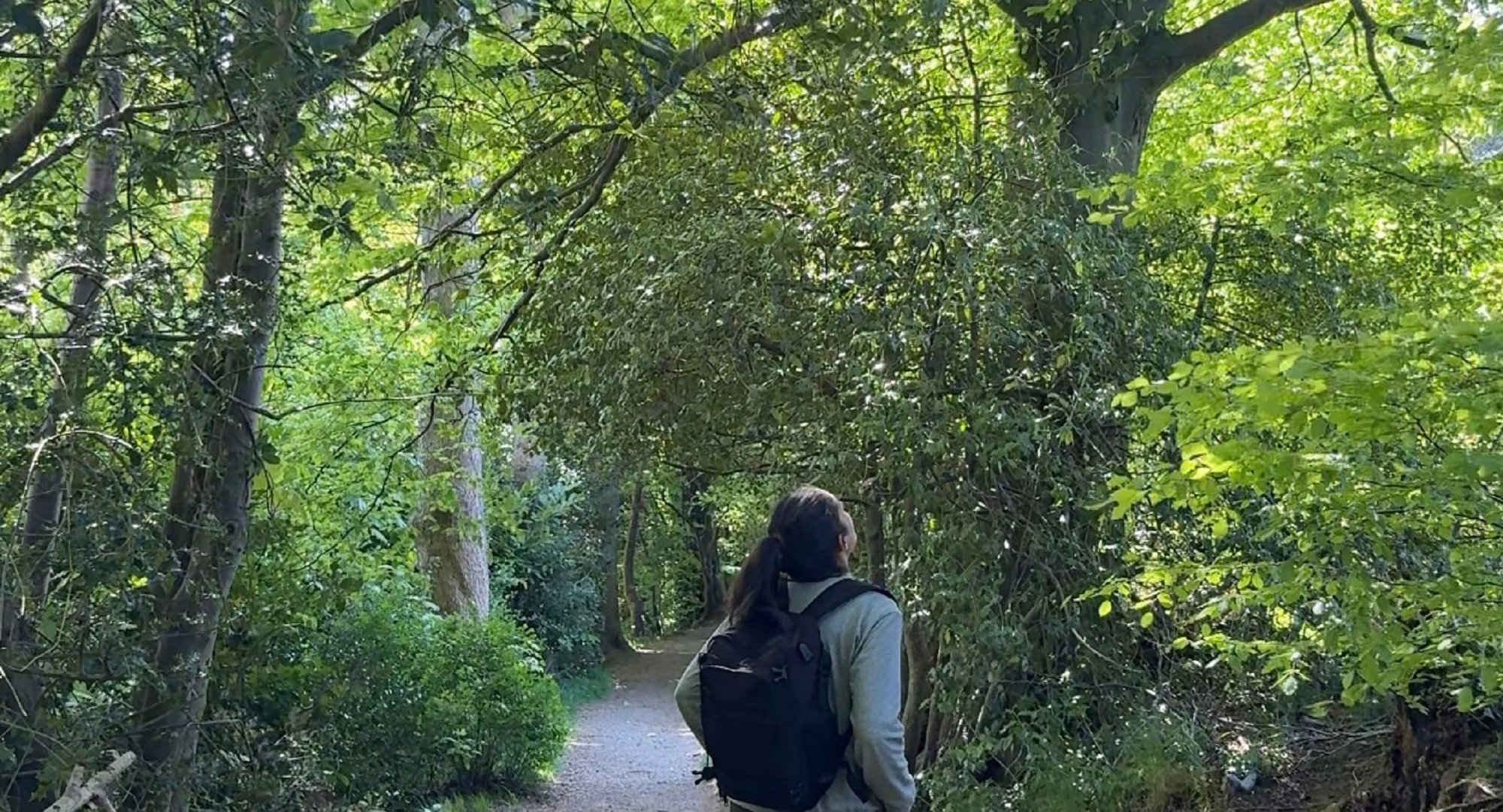 Lady standing looking up through the tree canopy at Hermitage of Braids