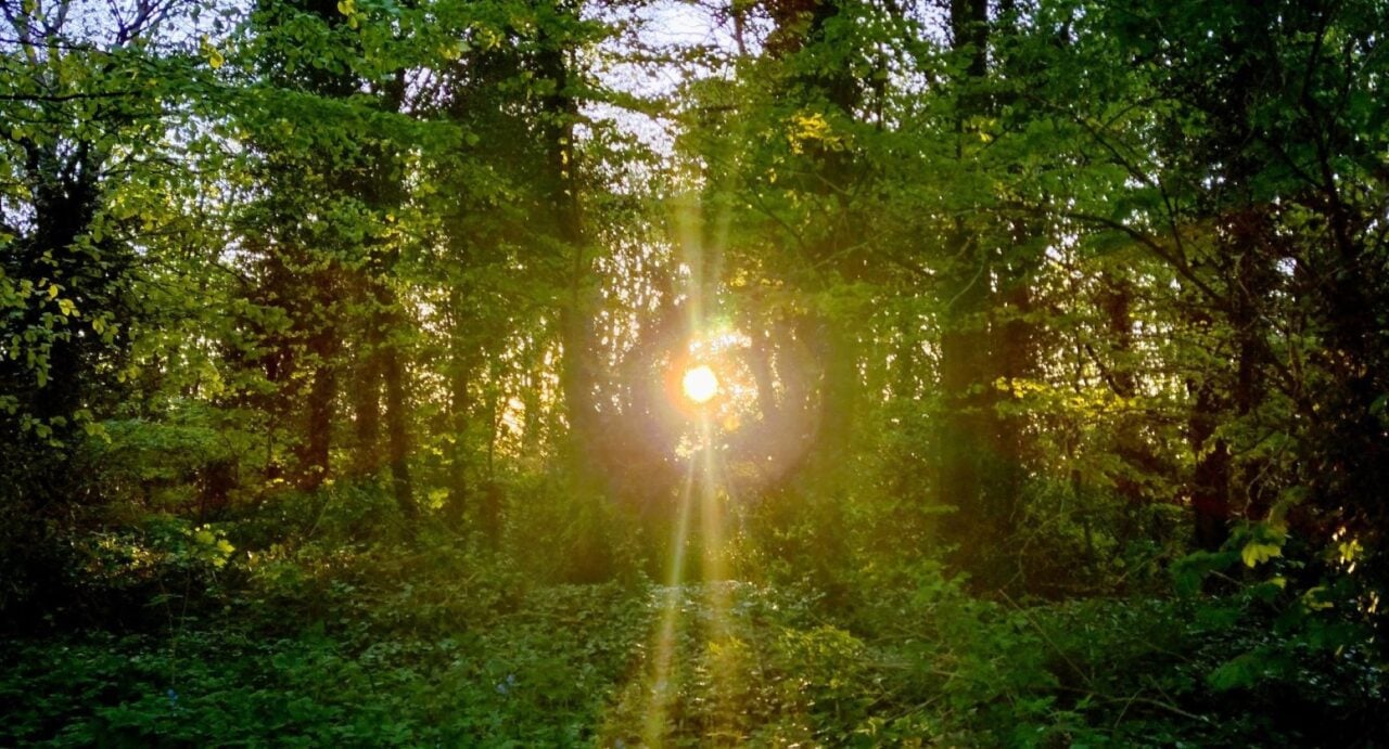Wooded area, filled with trees and sunlight.