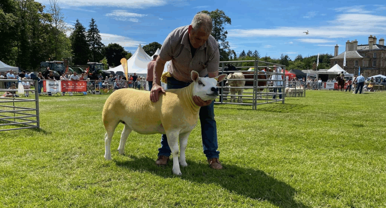 Man holding a sheep, while in the background can be seen other farm animals and stalls.