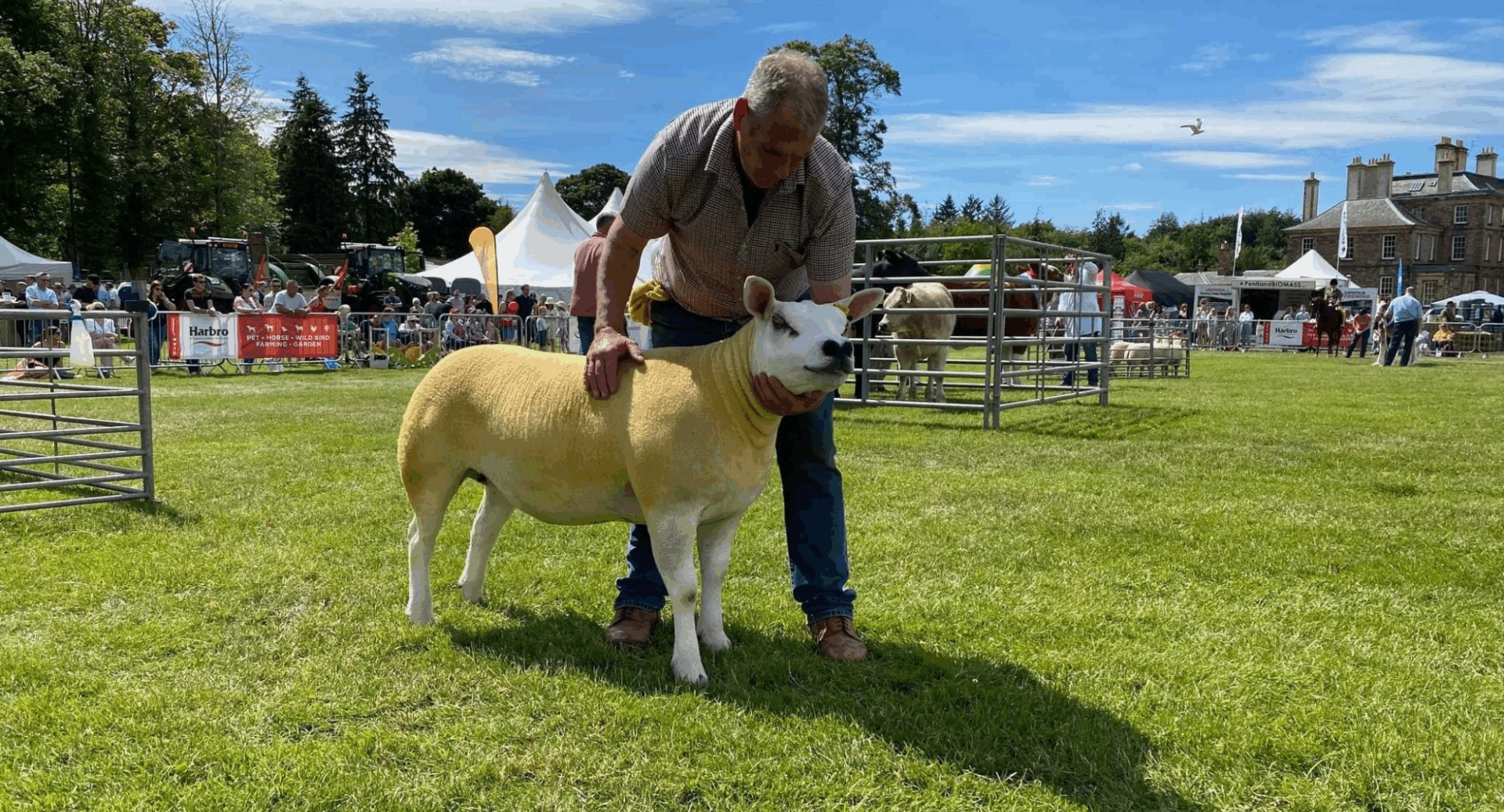 Man holding a sheep, while in the background can be seen other farm animals and stalls.