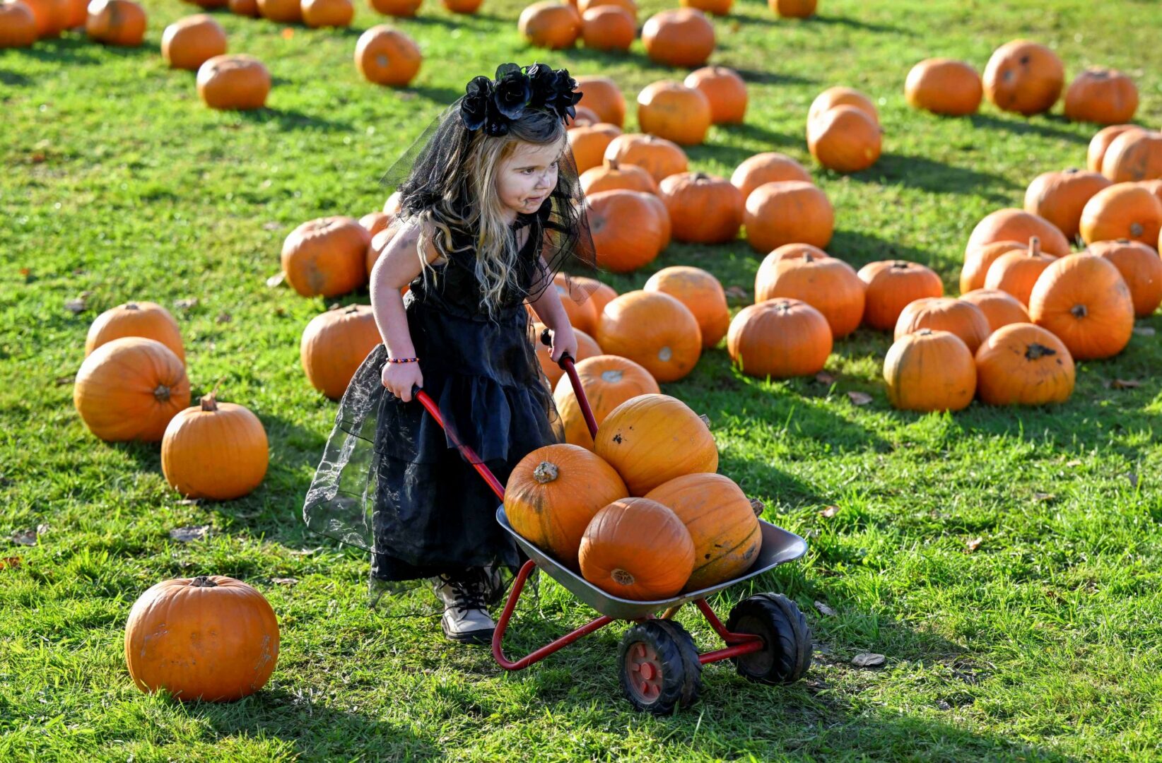 A young girl in a Halloween costume pushing a wheelbarrow of pumpkins