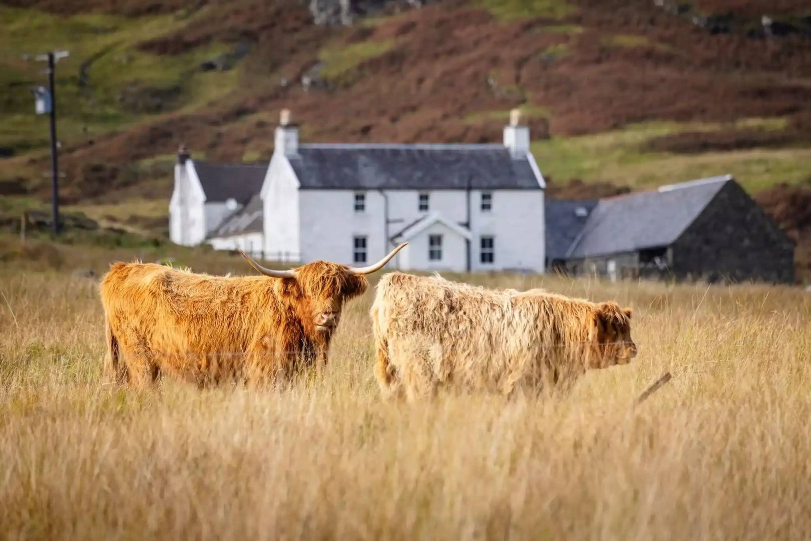 highland cows on mull large
