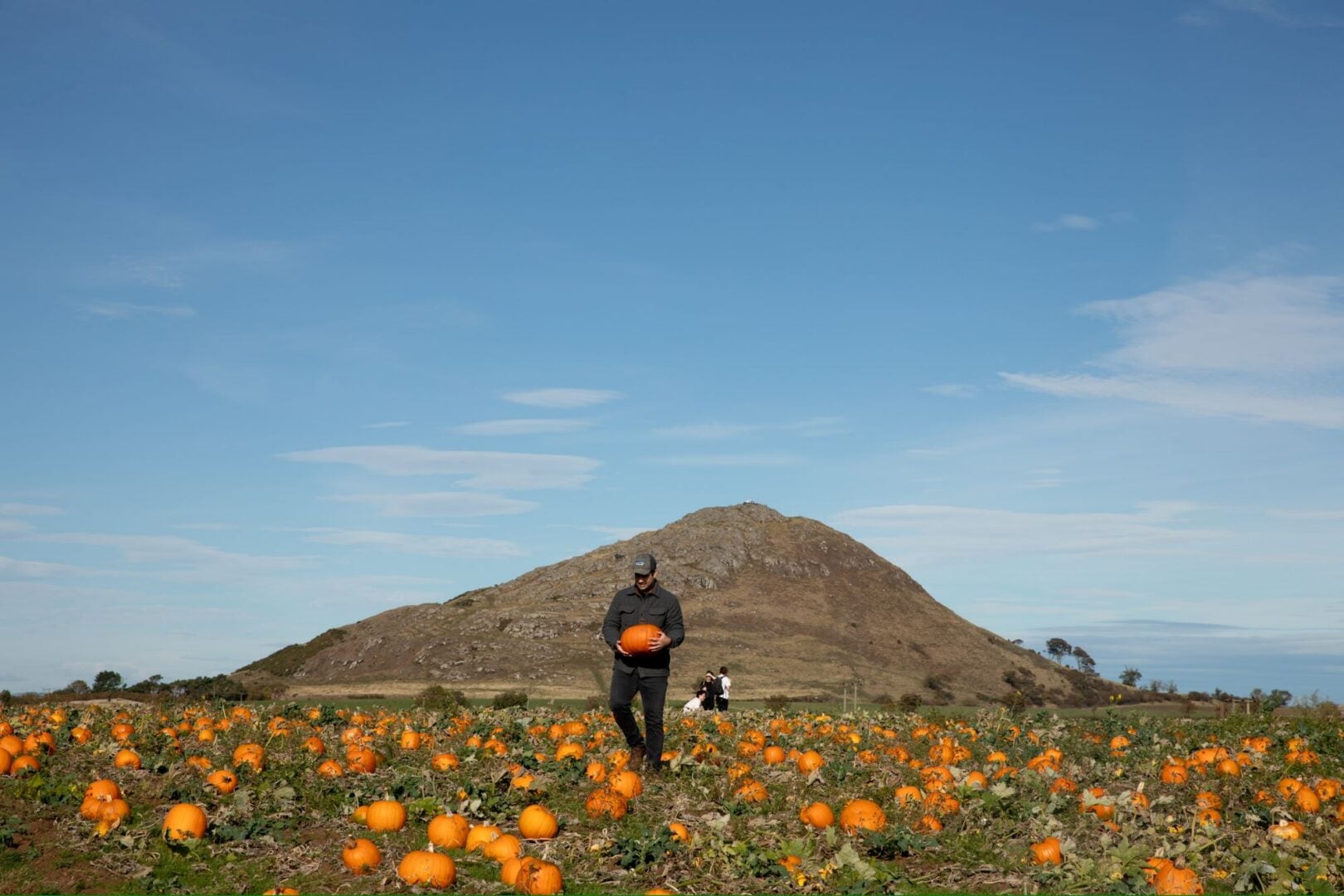 Pumpkins on Balgone Estate