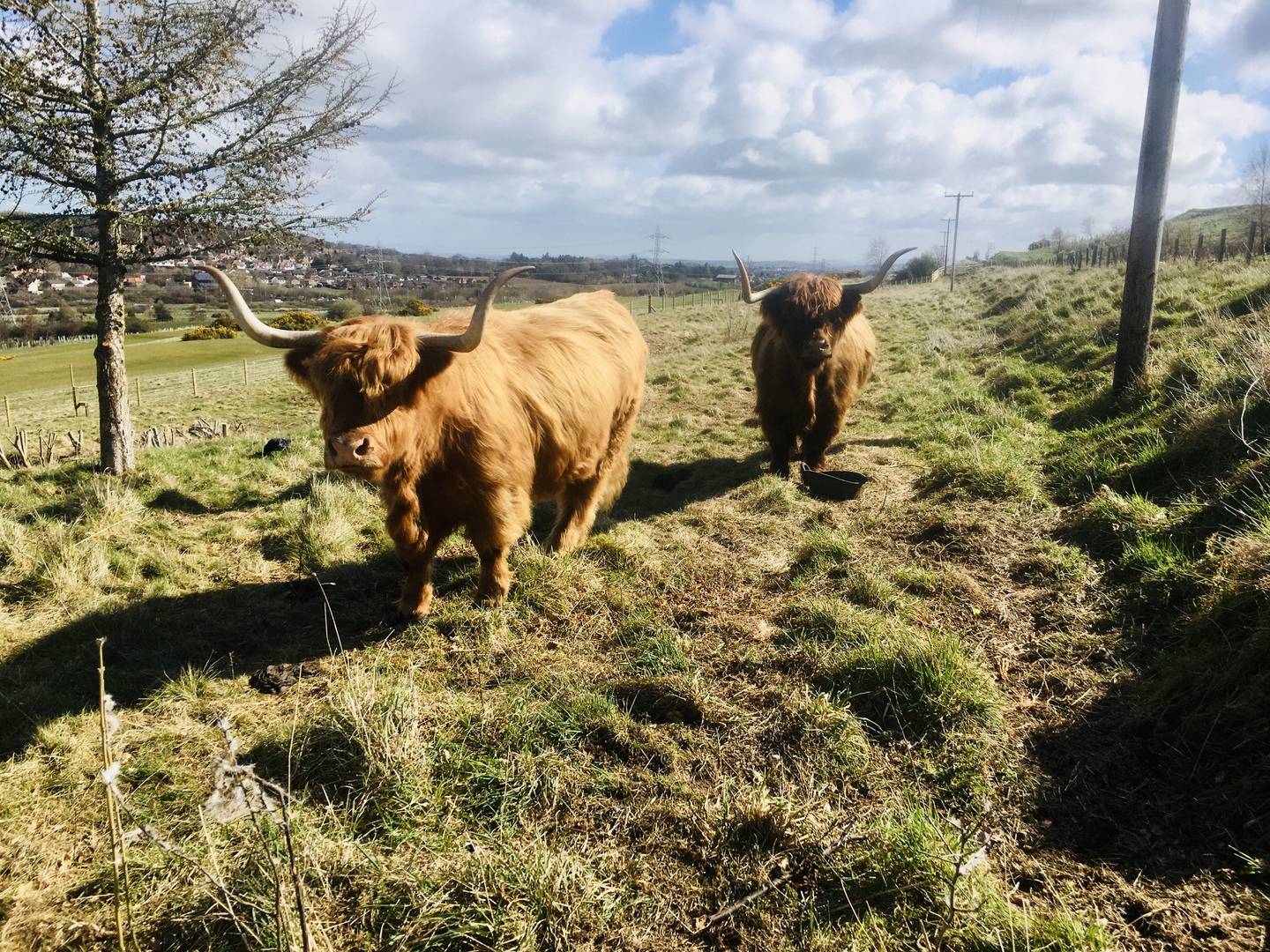 Highland Cows,© Swanston Farm Ltd