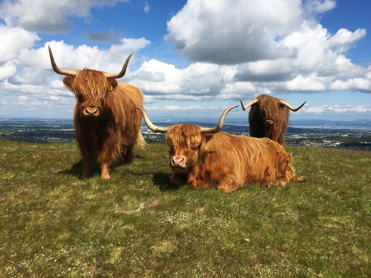 Highland Cows,© Swanston Farm Ltd