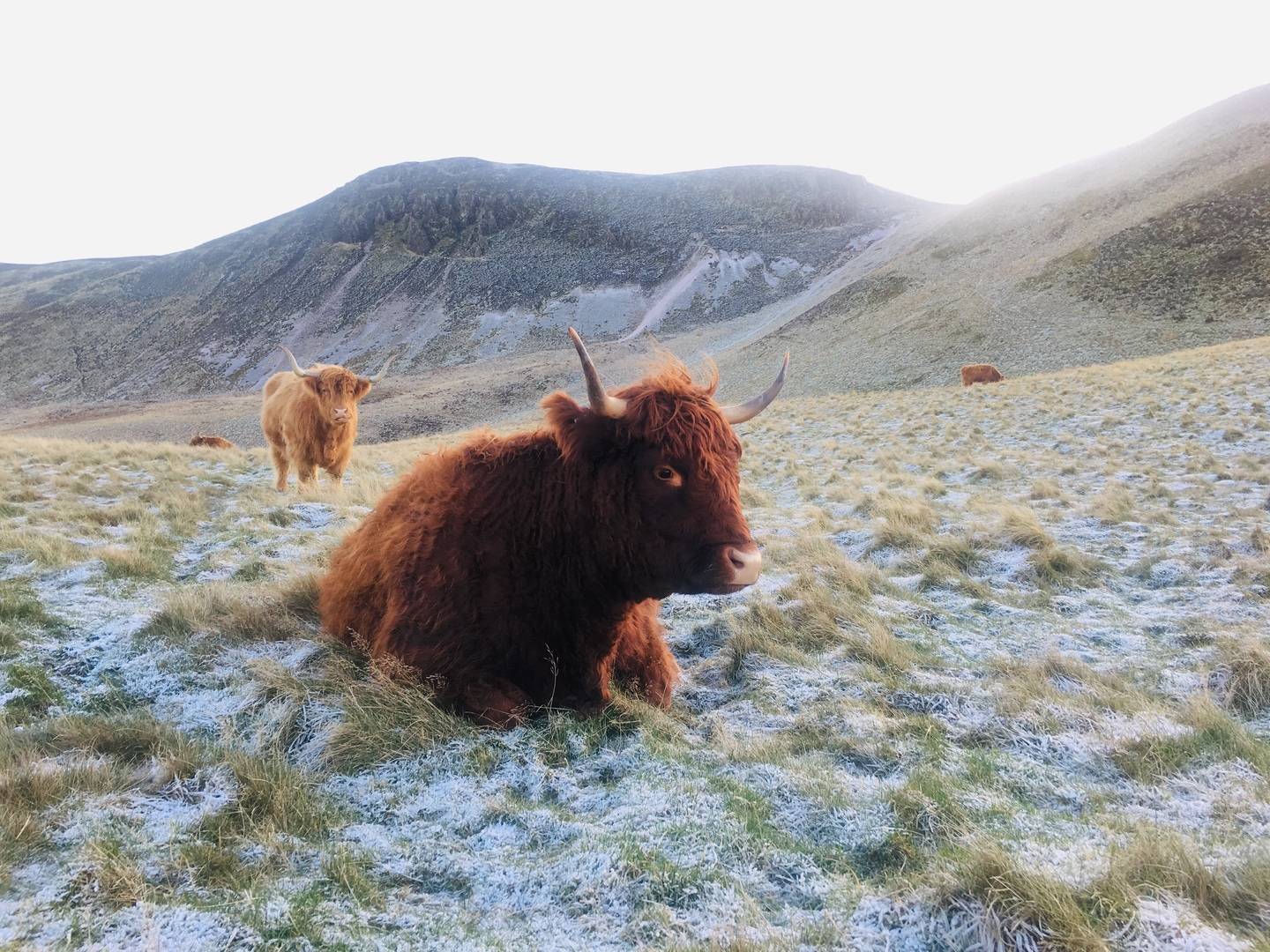 Highland Cows,© Swanston Farm Ltd