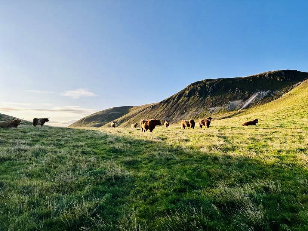 Highland cows with Pentlands in background,© Swanston Farm Ltd