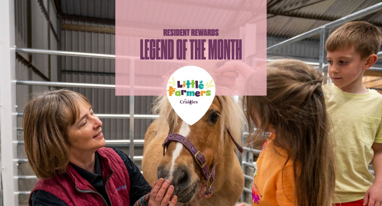 A lady, girl and boy brushing a horse at Craigies Farm