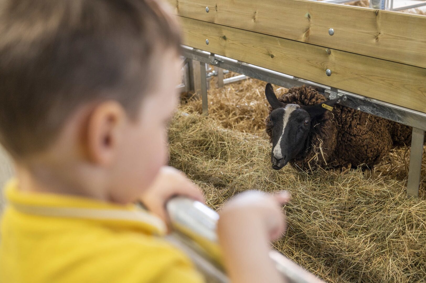 Boy looking at a sheep in its pen