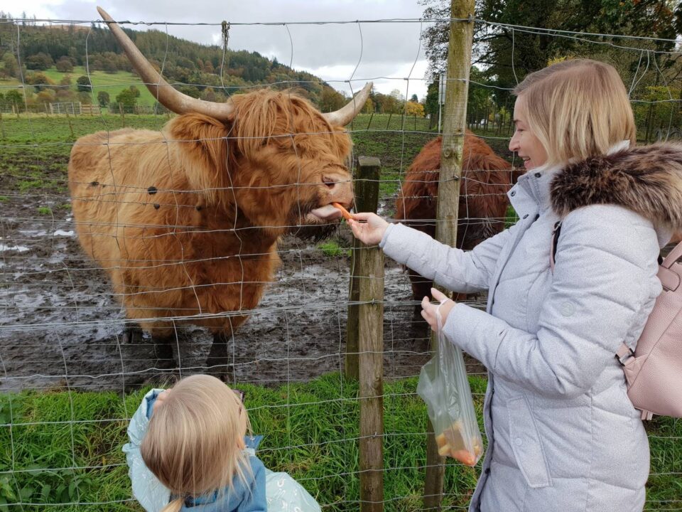 A Highland cow being fed a carrot