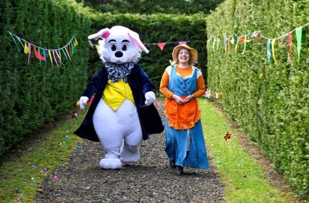 Person dressed as a large rabbit and a woman walking between 2 rows of hedges.