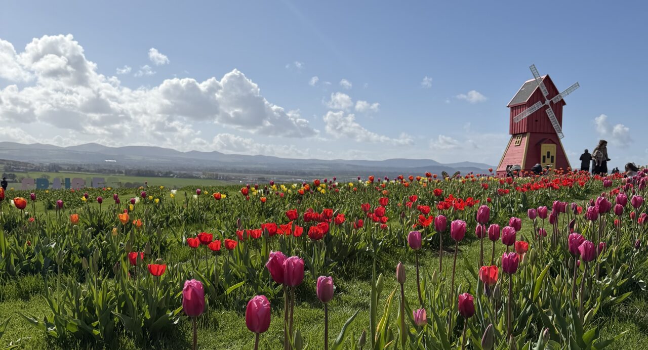 A windmill and tulips at Craigies farm