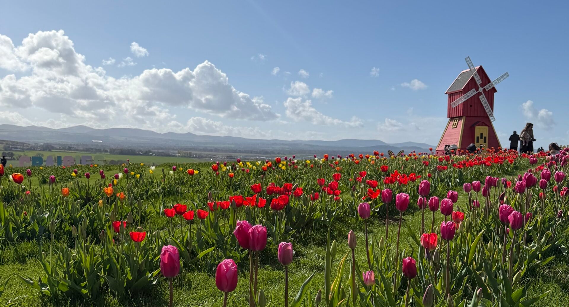 A windmill and tulips at Craigies farm