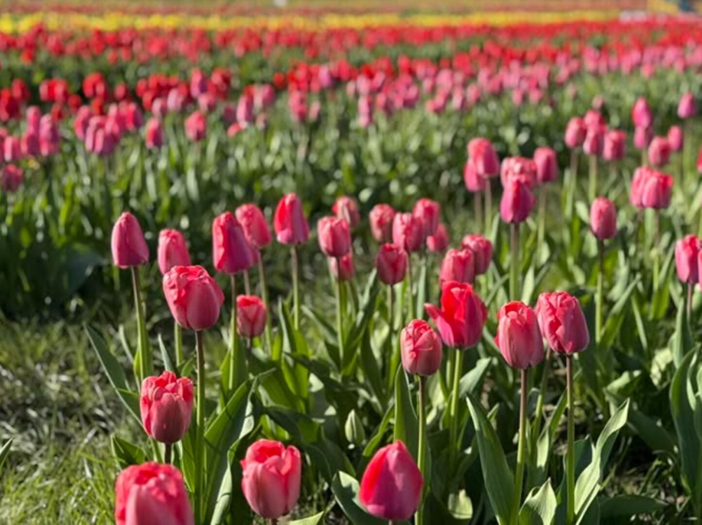 Field of brightly coloured tulips.