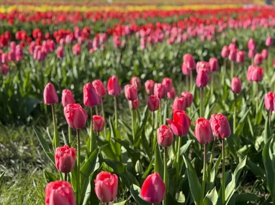Field of brightly coloured tulips.