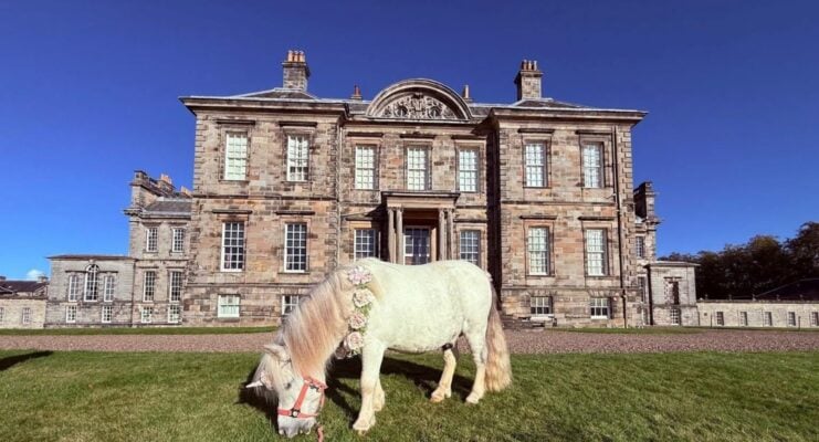 A horse (eating grass) standing in front of a stately house.