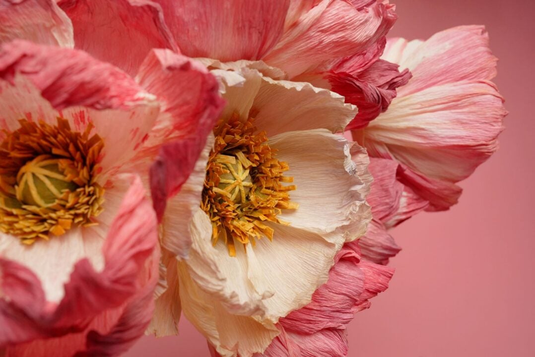 Close-up of pink and cream paper flower.