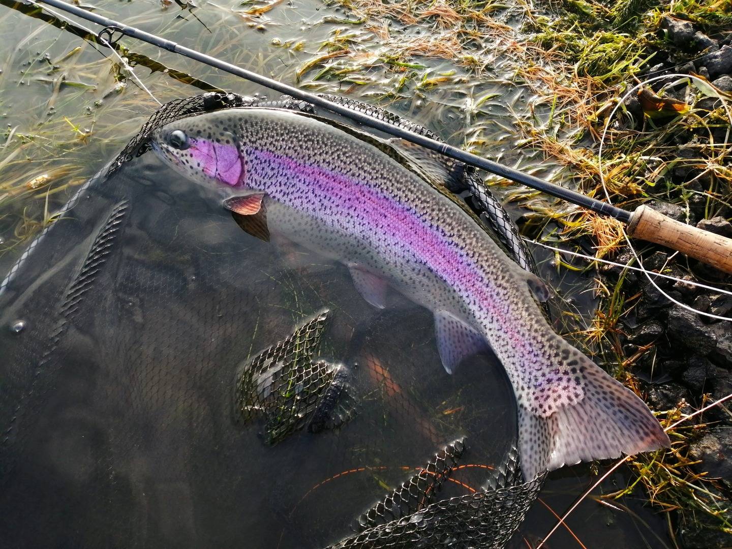 Rainbow Trout ,© Fly Life Scotland