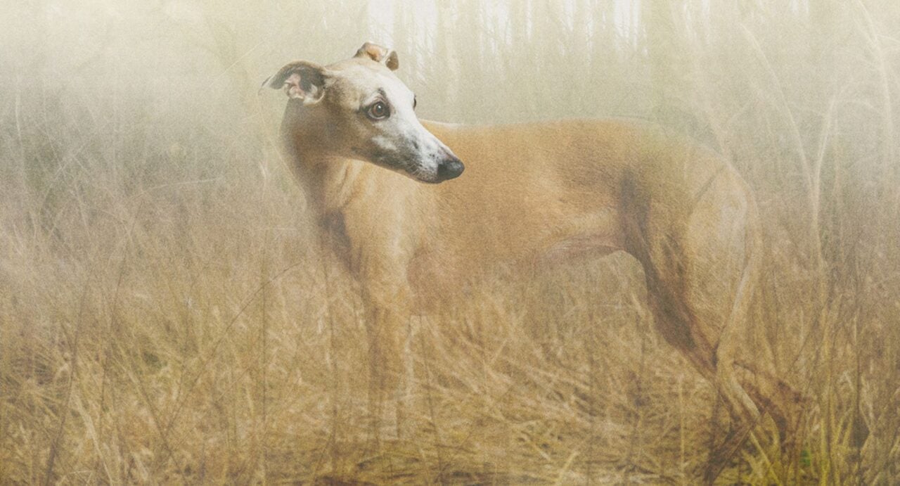 Photograph of a dog standing among long grass.
