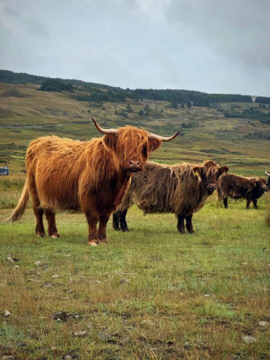 Highland Cows