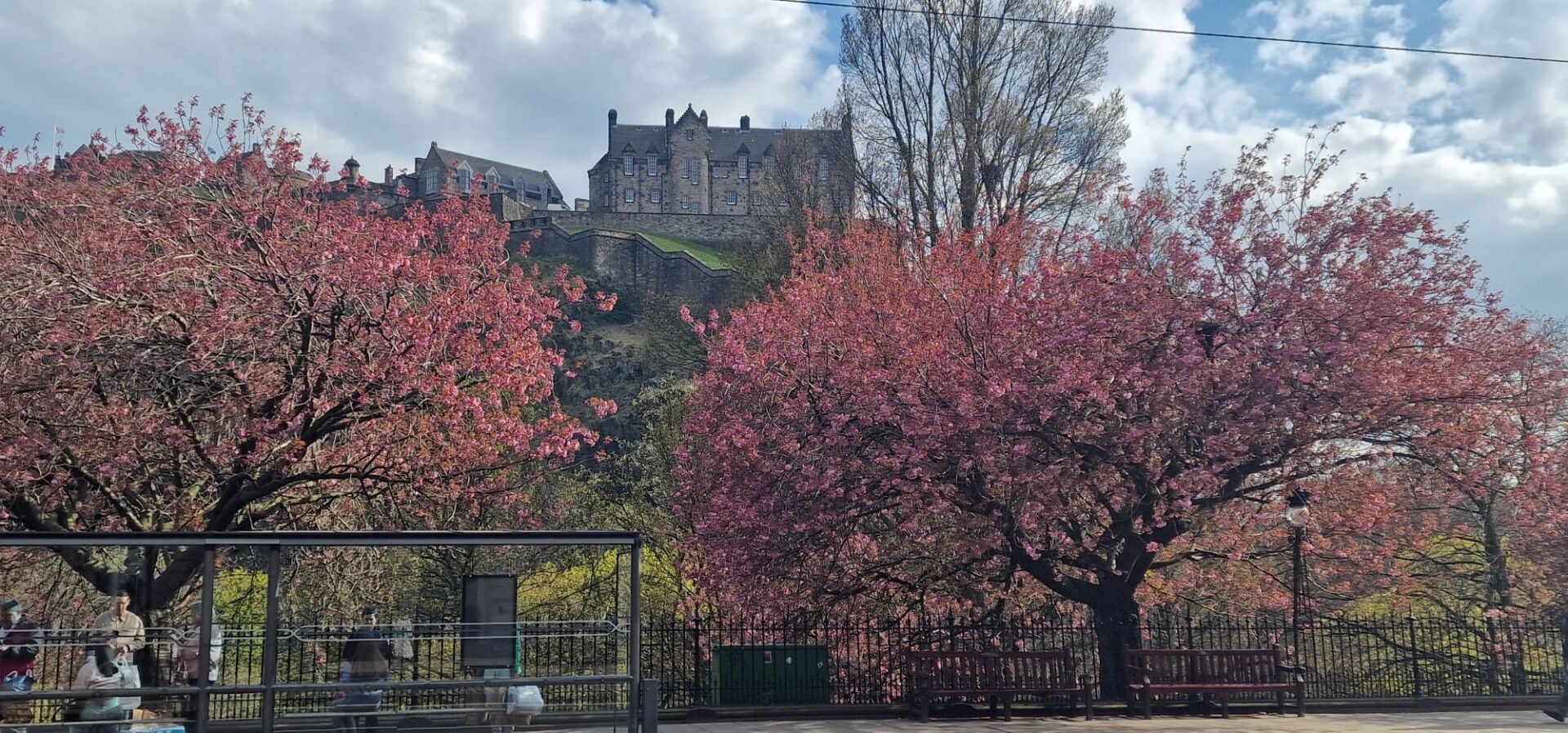 Pink cherry blossoms lining a street, with castle in the background.