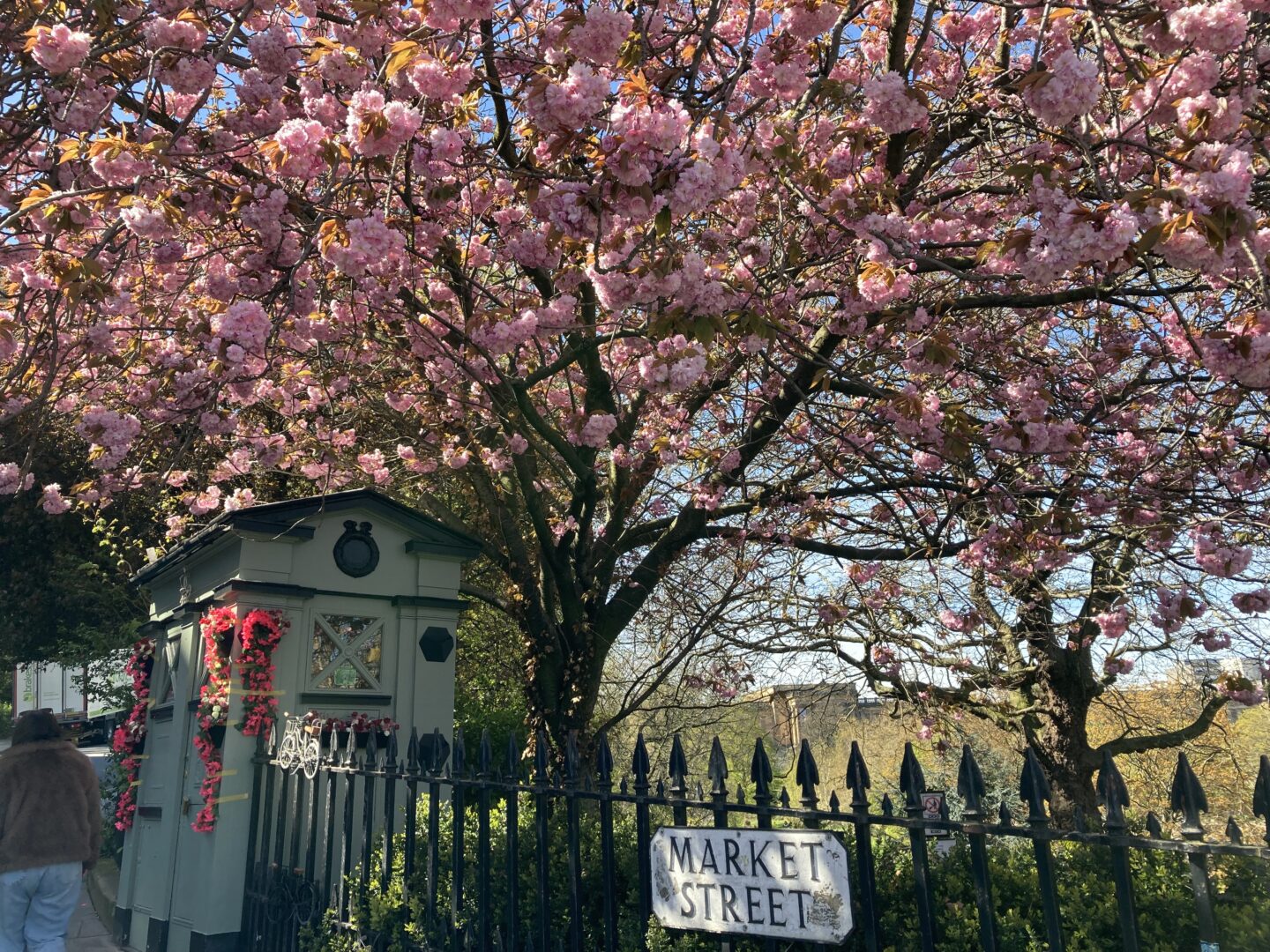 Pink cherry blossom lining a metal fence.
