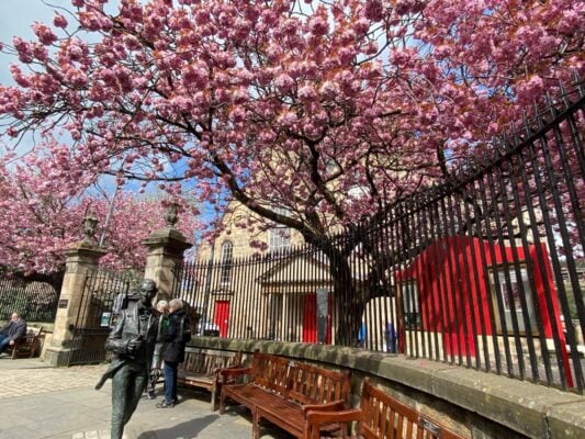 Pink cherry blossom outside a church building.