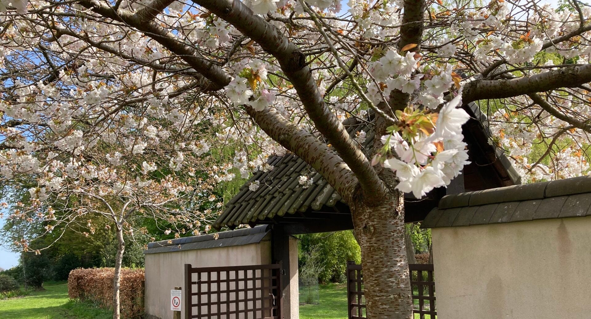 A gate leading into a park, with white cherry blossom trees.