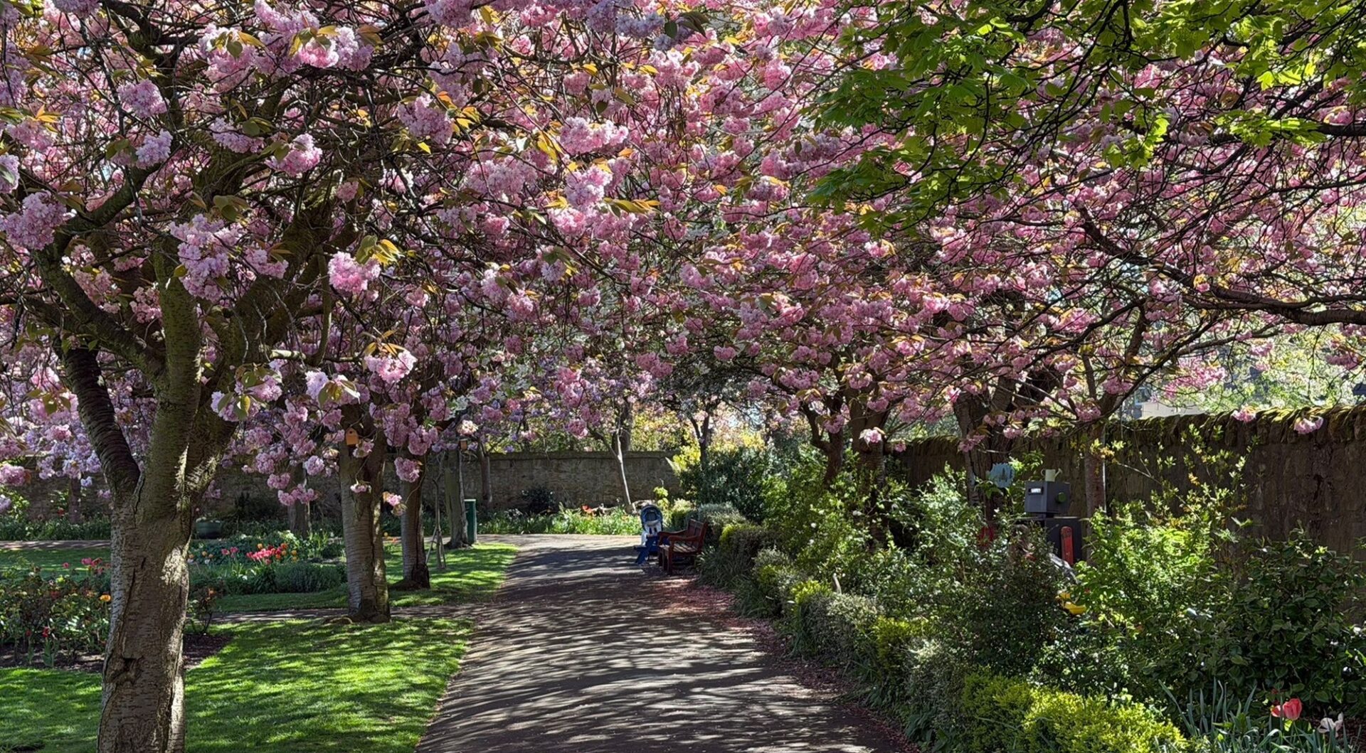 A path in a park lined with pink cherry blossom.