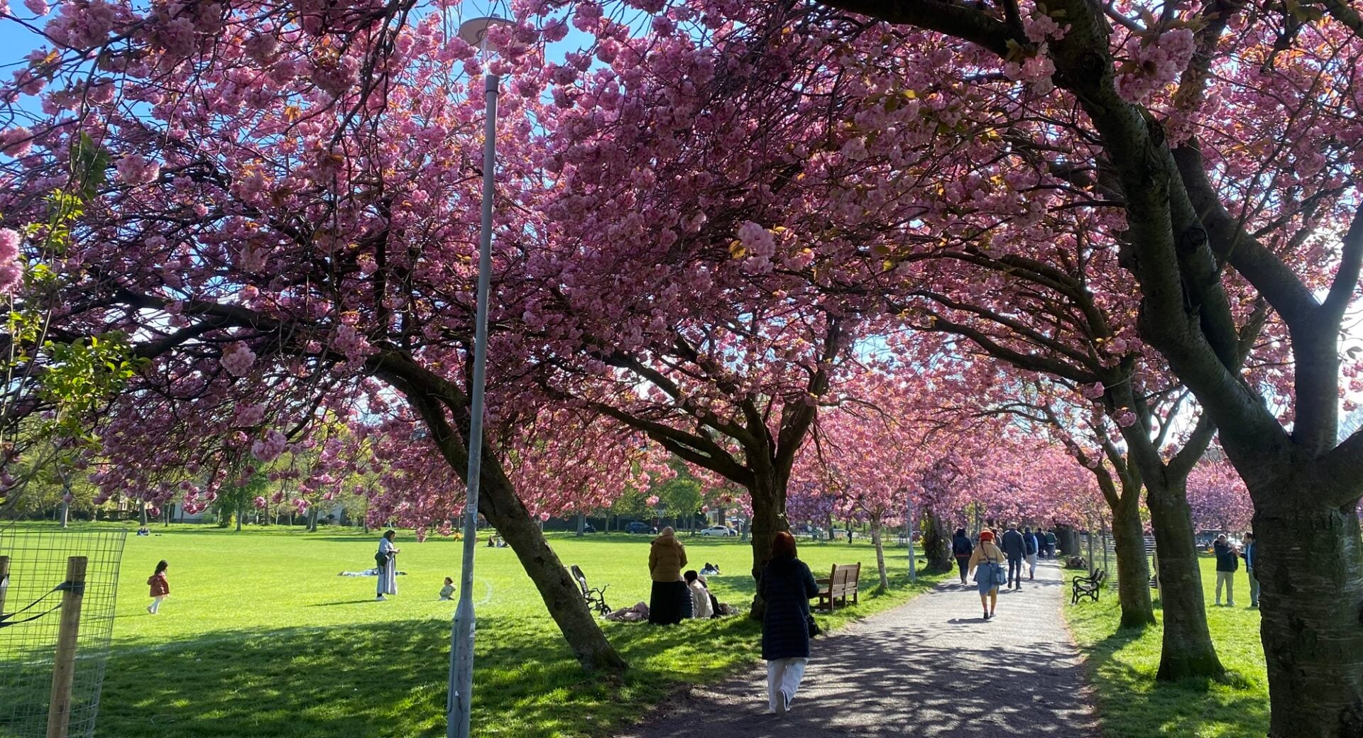 A green park, with rows of pink cherry blossom.