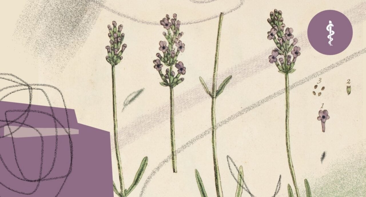 A painting of sprigs of purple lavender.