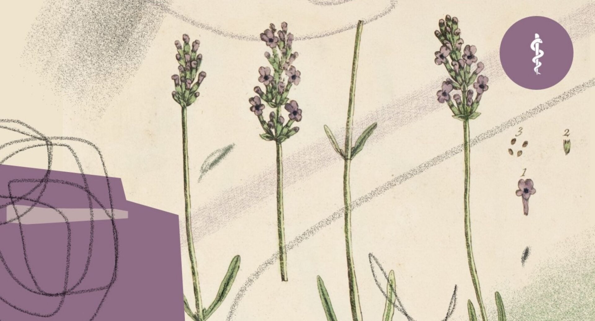 A painting of sprigs of purple lavender.