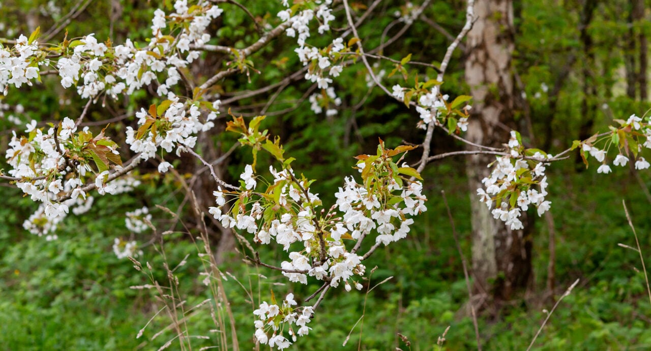 A white cherry blossom tree in a wooded area.