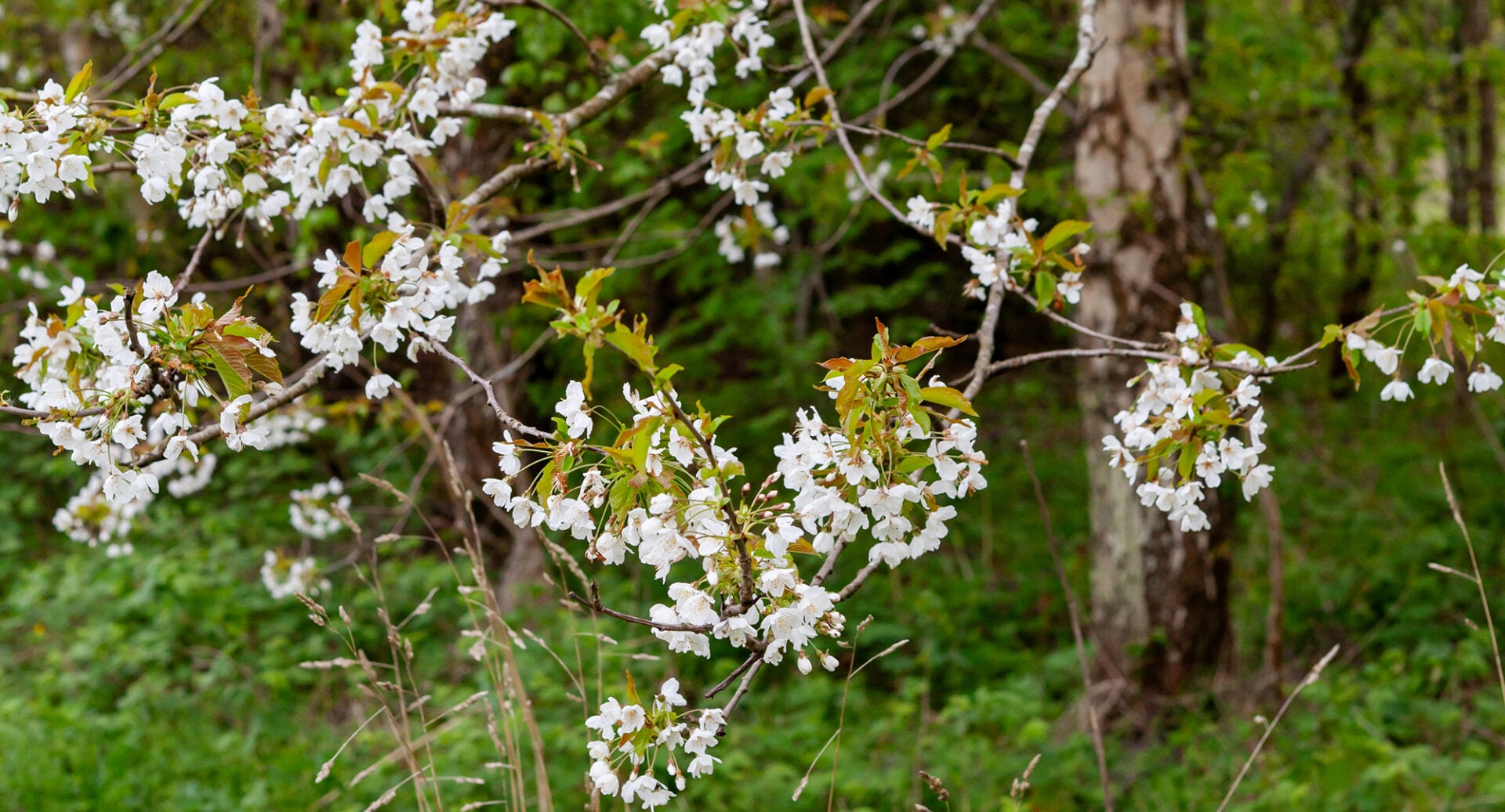 A white cherry blossom tree in a wooded area.