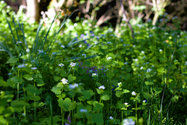 Wild Flowers at Corstorphine Hill