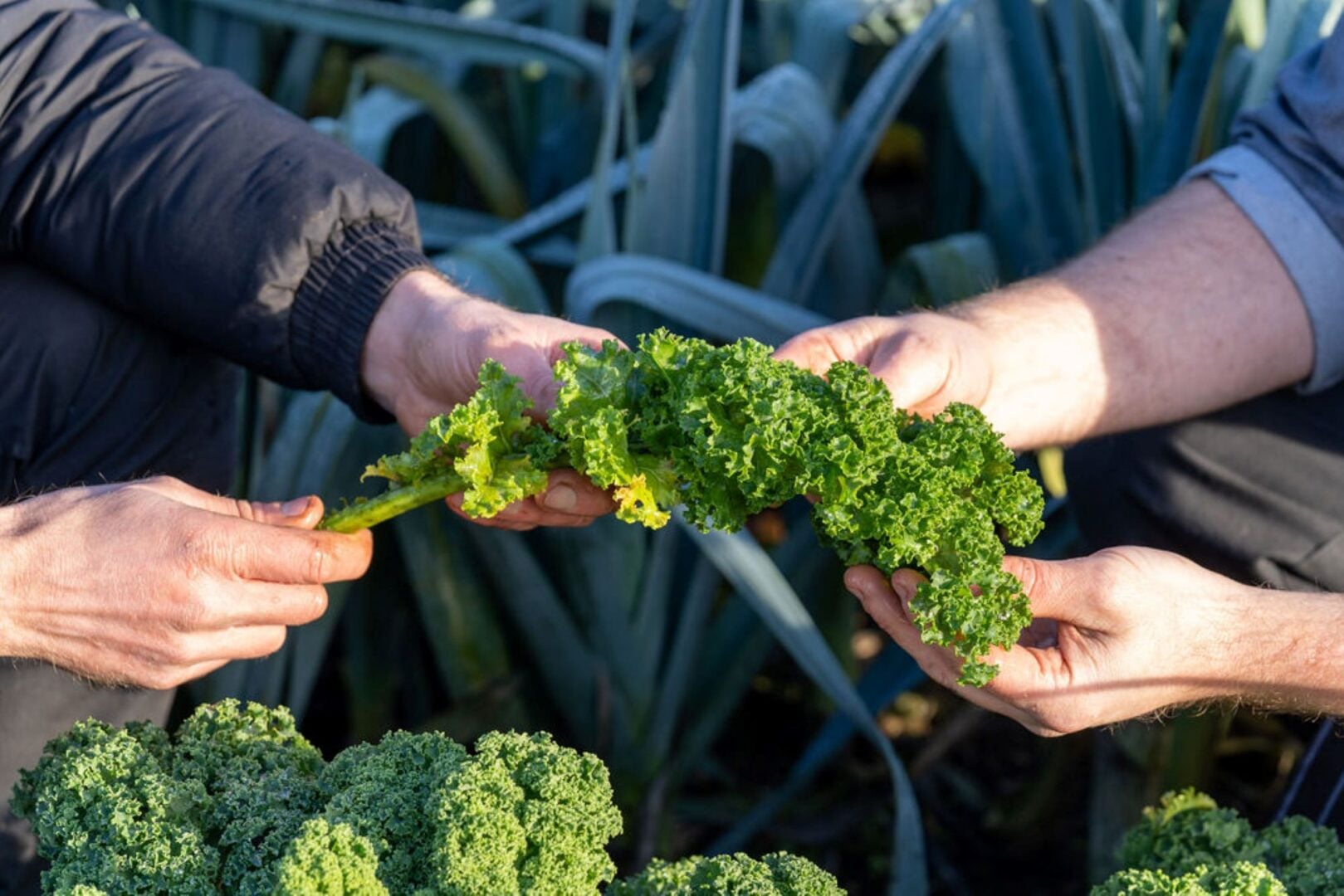 2 people in a garden looking at kale.