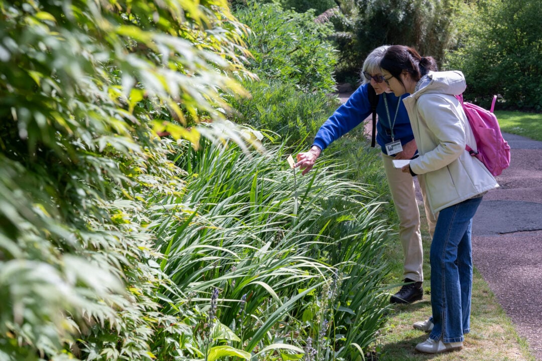 2 woman in a garden area bent over, looking at a plant.