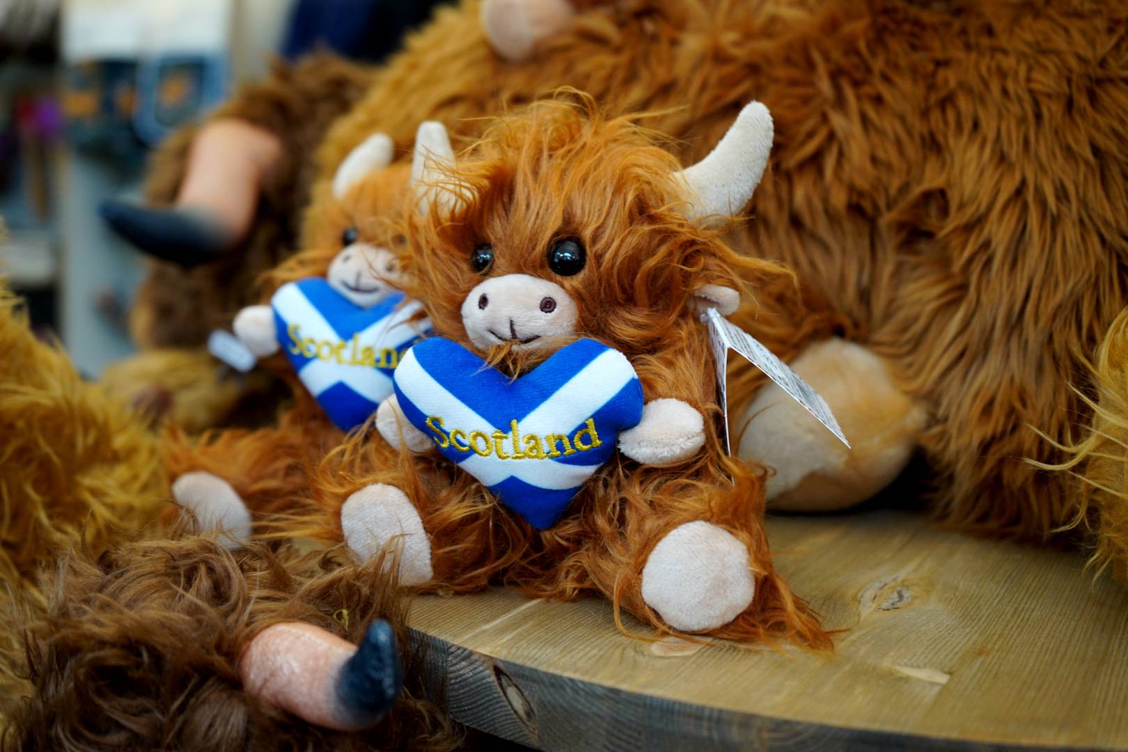 Highland Cow ,© Discover Scotland