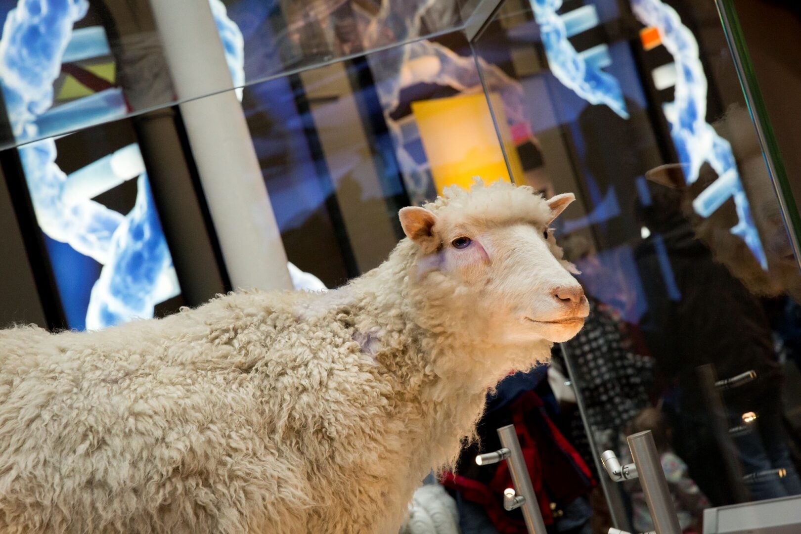Display of a sheep in a glass clear box in a museum.