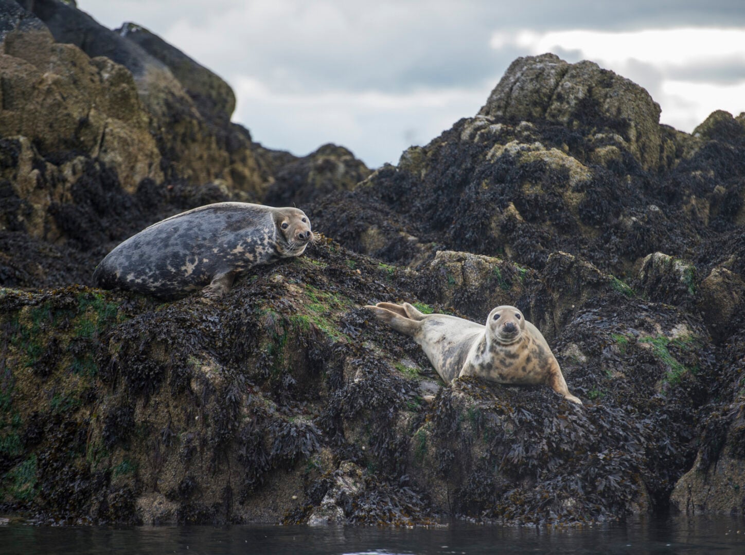 Seals resting on Inchcolm Island seen from Maid of the Forth boat