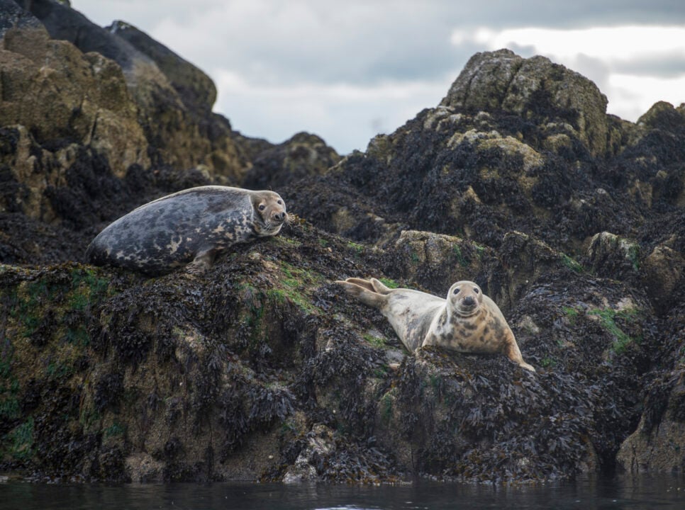 Seals resting on Inchcolm Island seen from Maid of the Forth boat