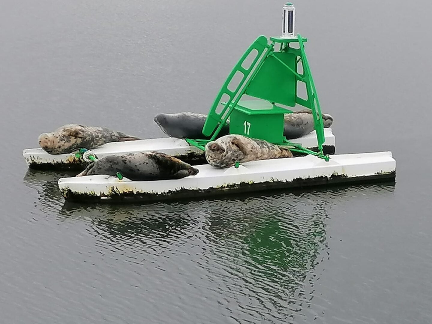 Seals on a buoy in the Forth seen from Maid of the Forth tour