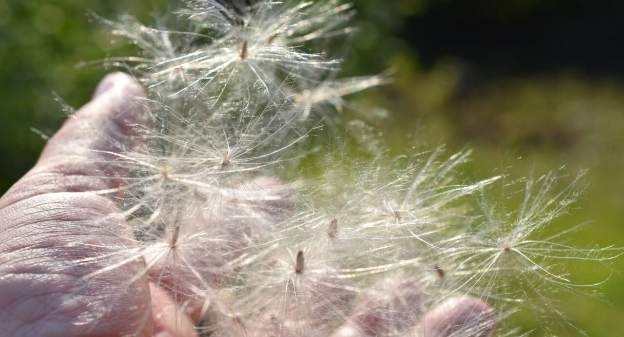 Close-up of dandelion heads in a person's hand.