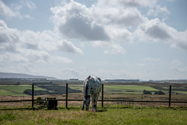 Pony with Moorfoot Hills in the background.,© Pentland Shepherd Huts