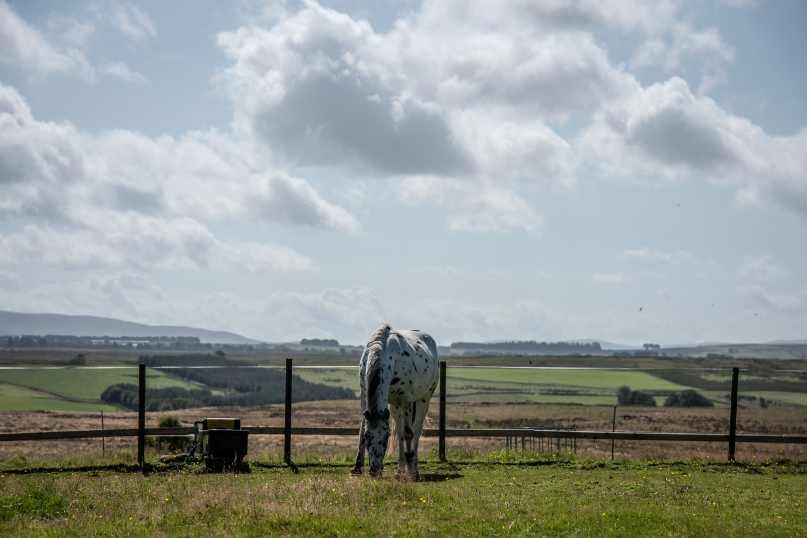 Pony with Moorfoot Hills in the background.,© Pentland Shepherd Huts