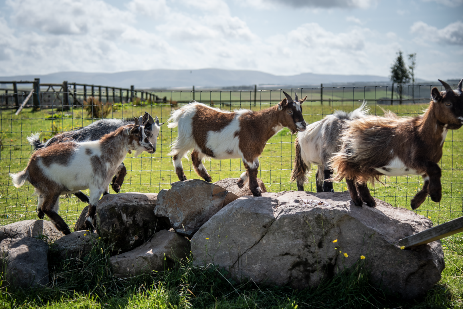 Goats Climbing on Rocks,© Pentland Shepherd Huts