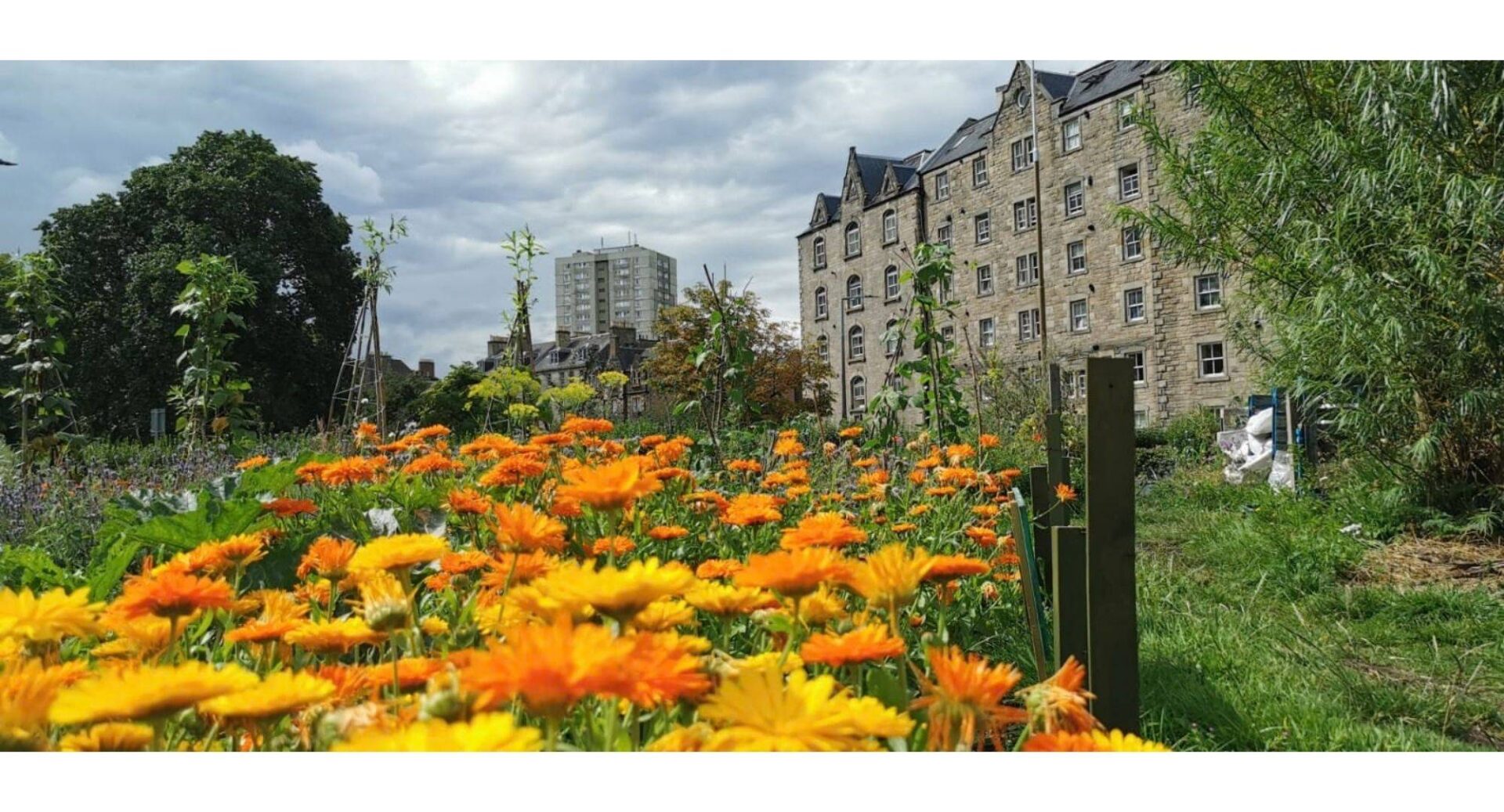 A view of Leith Community Croft. Bright Orange and yellow marigold flowers in the foreground, grass, trees and some buildings behind.,© Earth in Common